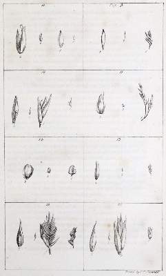 Bild Nr.2: 132-1340 Sinclair,G.: (Botanik)
