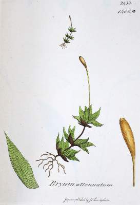 Bild Nr.2: 132-1341 Smith,J.E.: (Botanik)