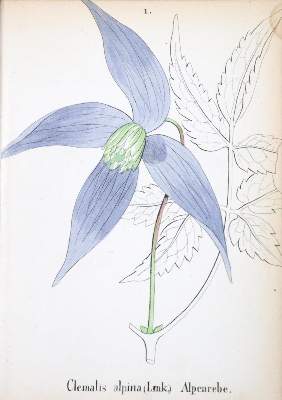 Bild Nr.1: 132-1344 Weber,J.C.: (Botanik)