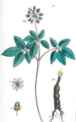 Bild Nr.2: 132-1345 (Wilhelm,G.T.).: (Botanik)