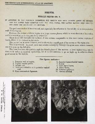 Bild Nr.2: 132-1346 Waterston,D. u. E.Burnet.: (Medizin, Anatomie)