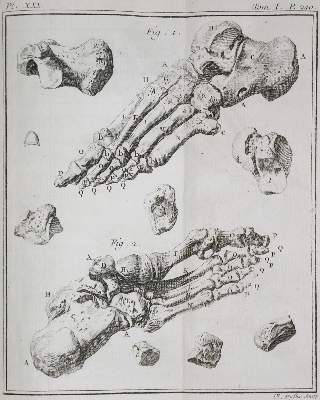 Bild Nr.1: 132-1380 Palfyn,J.: (Medizin)
