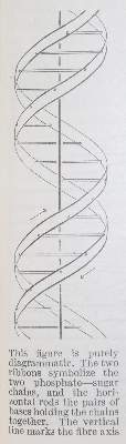 Bild Nr.1: 132-1396 Watson,J.D. u.a.: (Medizin)