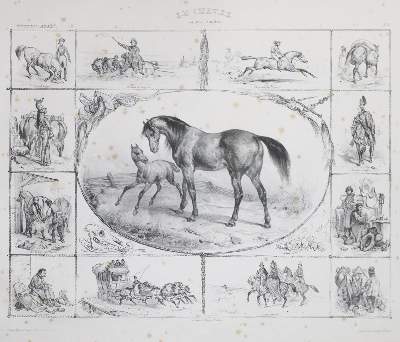 Bild Nr.2: 132-1398 Adam,V.: (Zoologie)