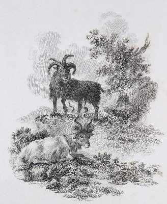 Bild Nr.1: 132-1403 Church,J.: (Zoologie)