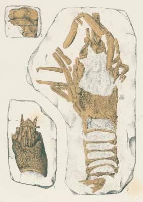 Bild Nr.1: 132-1404 Fritsch,A.: (Zoologie, Crustaceen, Paläontologie)