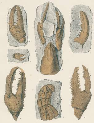 Bild Nr.2: 132-1404 Fritsch,A.: (Zoologie, Crustaceen, Paläontologie)