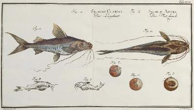 Bild Nr.3: 132-1407 Bloch,M.E.: (Zoologie, Fische)