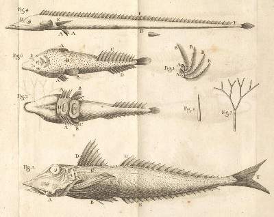Bild Nr.1: 132-1409 Gouan,A.: (Zoologie, Fische)