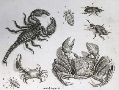 Bild Nr.1: 132-1410 Funke,(C.P.).: (Zoologie)