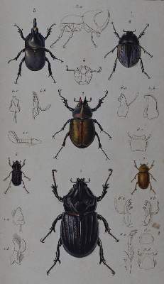 Bild Nr.2: 132-1412 Cuvier,G.: (Zoologie, Insekten)