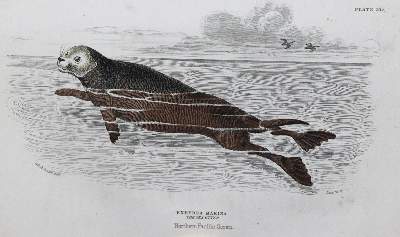 Bild Nr.1: 132-1413 Jardine,W.: (Zoologie)