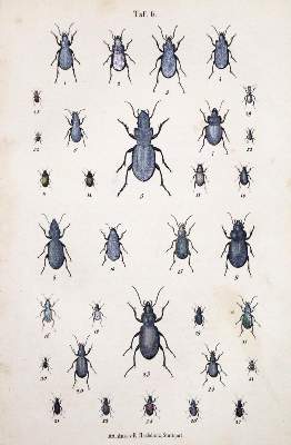 Bild Nr.1: 132-1414 Calwer,C.G.: (Zoologie, Käfer)