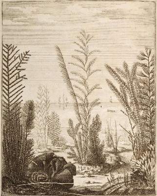 Bild Nr.1: 132-1416 Ellis,J.: (Zoologie, Korallen)