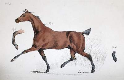 Bild Nr.1: 132-1424 Alken,H.: (Zoologie, Pferde)