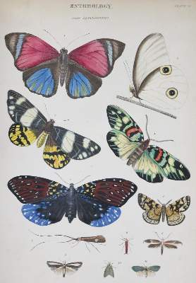 Bild Nr.1: 132-1428 Richardson,J. u.a.: (Zoologie)