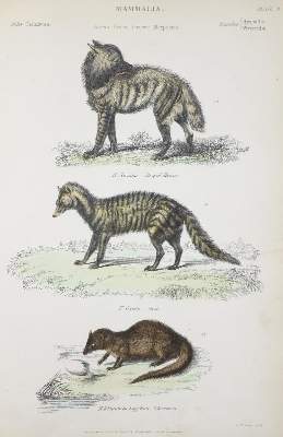 Bild Nr.2: 132-1428 Richardson,J. u.a.: (Zoologie)