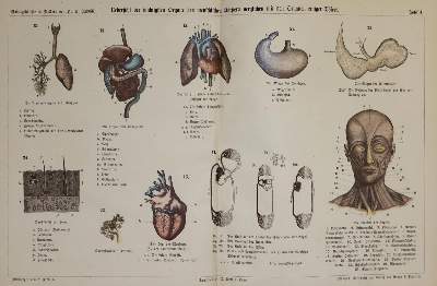 Bild Nr.1: 132-1429 Sammlung: (Zoologie)