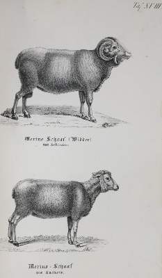 Bild Nr.1: 132-1434 Sammlung: (Zoologie)