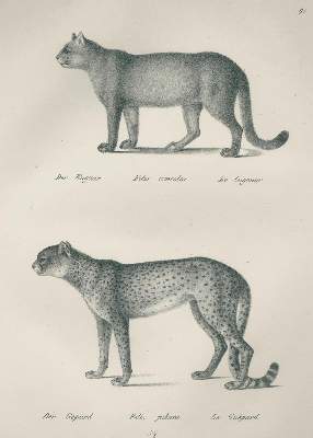 Bild Nr.1: 132-1436 Schinz,H.R.: (Zoologie)
