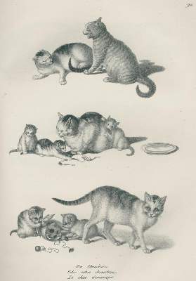 Bild Nr.3: 132-1436 Schinz,H.R.: (Zoologie)