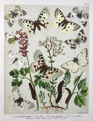 Bild Nr.1: 132-1437 Berge,F.: (Zoologie, Schmetterlinge)