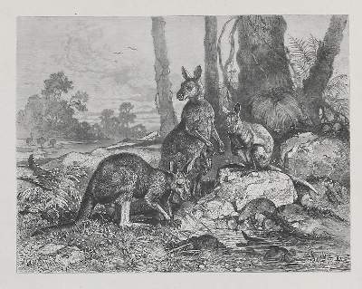 Bild Nr.2: 132-1440 Specht,F.: (Zoologie)