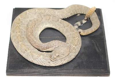 Bild Nr.1: 132-1443 Prärieklapperschlange (Crotalus Viridis).: (Zoologie, Taxidermie)