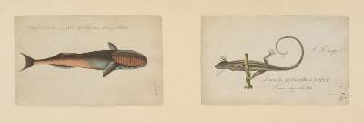 Bild Nr.2: 132-1444 Unbekannter Autor.: (Zoologie)