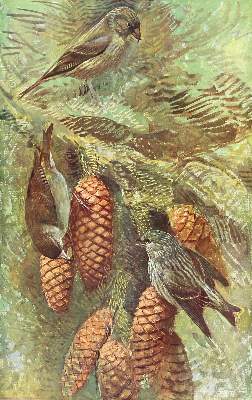 Bild Nr.2: 132-1445 Robert,L.P.: (Zoologie, Vögel)
