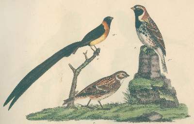 Bild Nr.3: 132-1446 Strack,F.: (Zoologie, Vögel)