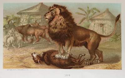 Bild Nr.1: 132-1447 Wood,J.G.: (Zoologie)