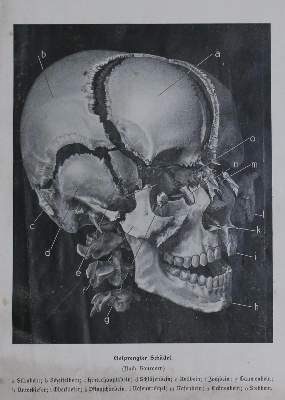Bild Nr.1: 132-1449 Kahn,F.: (Verschiedene Gebiete - Varia, Anthropologie)