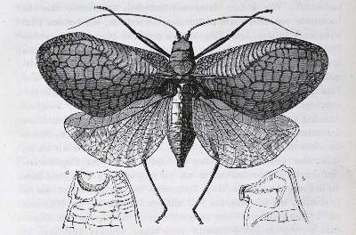 Bild Nr.3: 132-1475 Darwin,C.: (Verschiedene Gebiete - Varia)