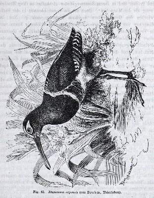 Bild Nr.5: 132-1475 Darwin,C.: (Verschiedene Gebiete - Varia)