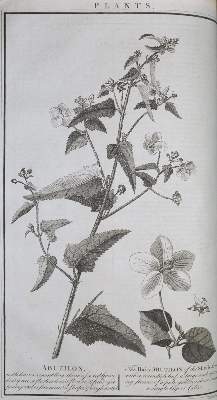 Bild Nr.1: 132-1509 Millar,G.H.: (Verschiedene Gebiete - Varia)