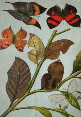 Bild Nr.1: 132-1524 Sammlung: (Verschiedene Gebiete - Varia)