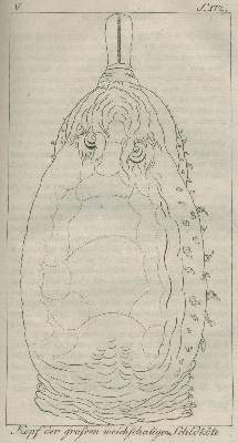 Bild Nr.2: 132-1547 Bartram,W.: (Amerika)