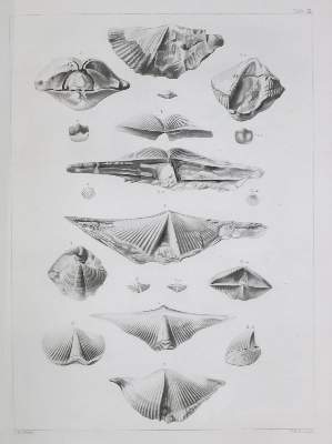 Bild Nr.1: 132-1557 Owen,D.D.: (Amerika)