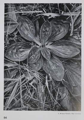 Bild Nr.1: 132-2348 Gräff,W.: (Photographie)
