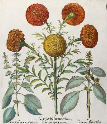 Bild Nr.1: 132-2384 Samtblume, Zitronen- u. Anisbasilikum.: (Varia, Botanik, Besler)