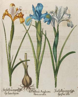 Bild Nr.1: 132-2385 Spanische Schwertlilie u. Iris.: (Varia, Botanik, Besler)