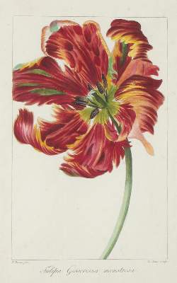 Bild Nr.1: 132-2386 Blumen.: (Varia, Botanik)