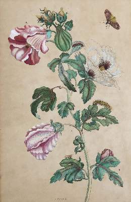 Bild Nr.1: 132-2389 Sammlung: (Varia, Botanik, Merian)