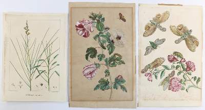 Bild Nr.2: 132-2389 Sammlung: (Varia, Botanik, Merian)
