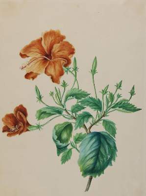 Bild Nr.1: 132-2390 Pflanzen.: (Varia, Botanik)