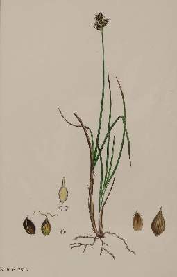 Bild Nr.3: 132-2393 Sammlung: (Varia, Botanik)