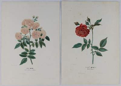 Bild Nr.3: 132-2394 Sammlung: (Varia, Botanik)
