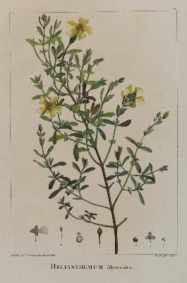 Bild Nr.2: 132-2395 Sammlung: (Varia, Botanik)