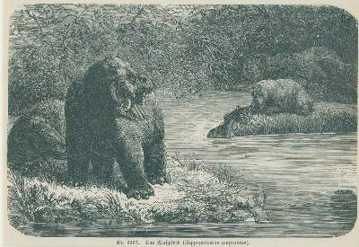 Bild Nr.2: 132-2399 Großer Bestand: (Varia, Dekorative Graphik)
